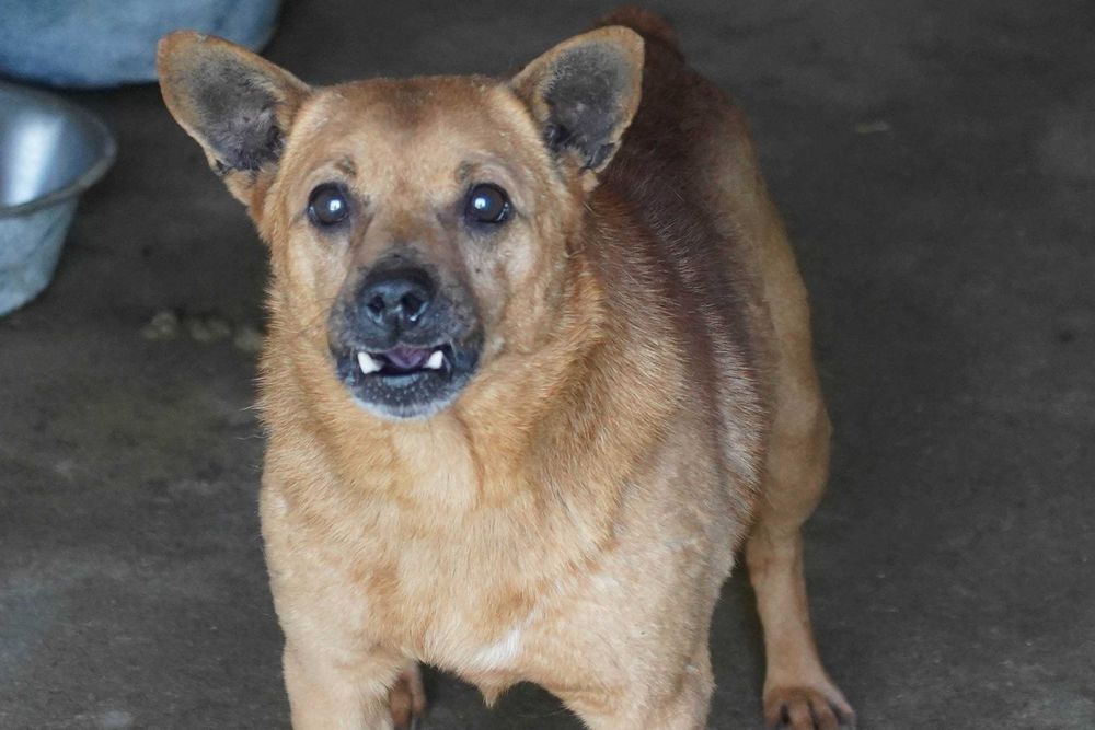 Grot - niewielki, biedny piesek szuka domu