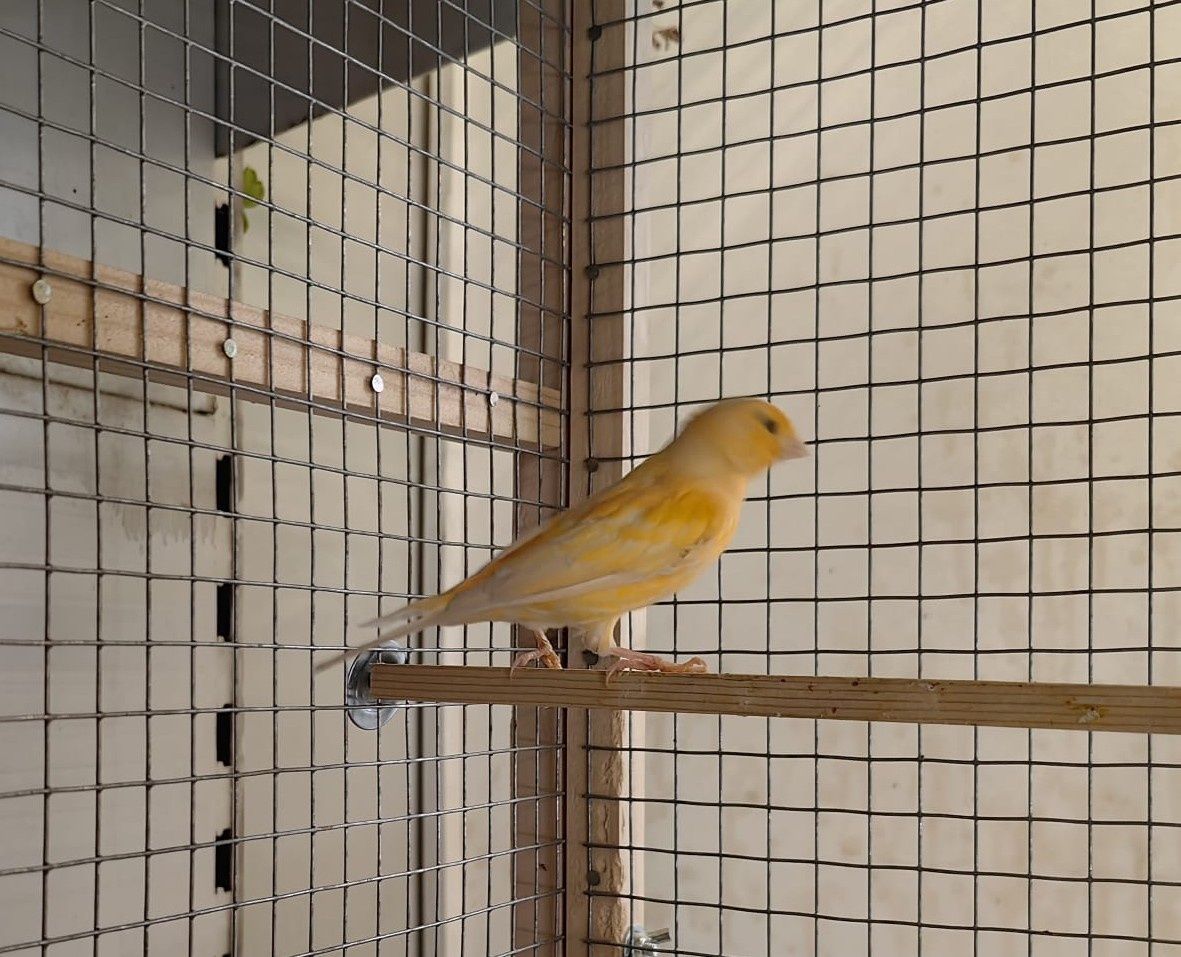 Kanarek ,kanarka samce spiewajace