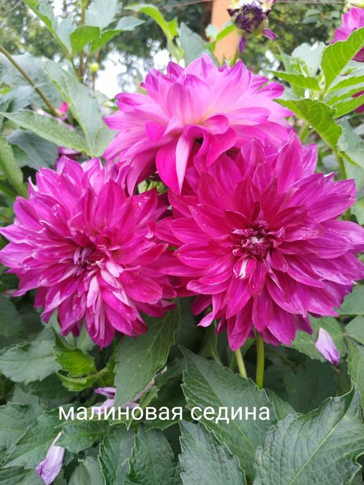 Клубні георгіни (жоржини)