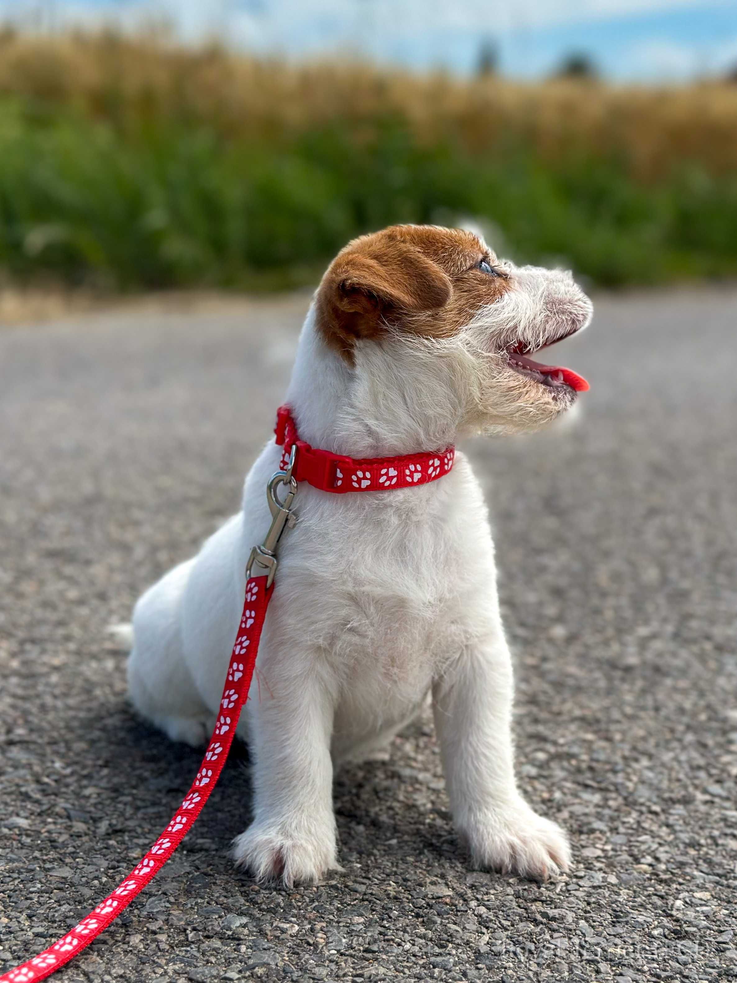 suczka Jack Russell terrier ZKWP/FCI szorstkowłosa