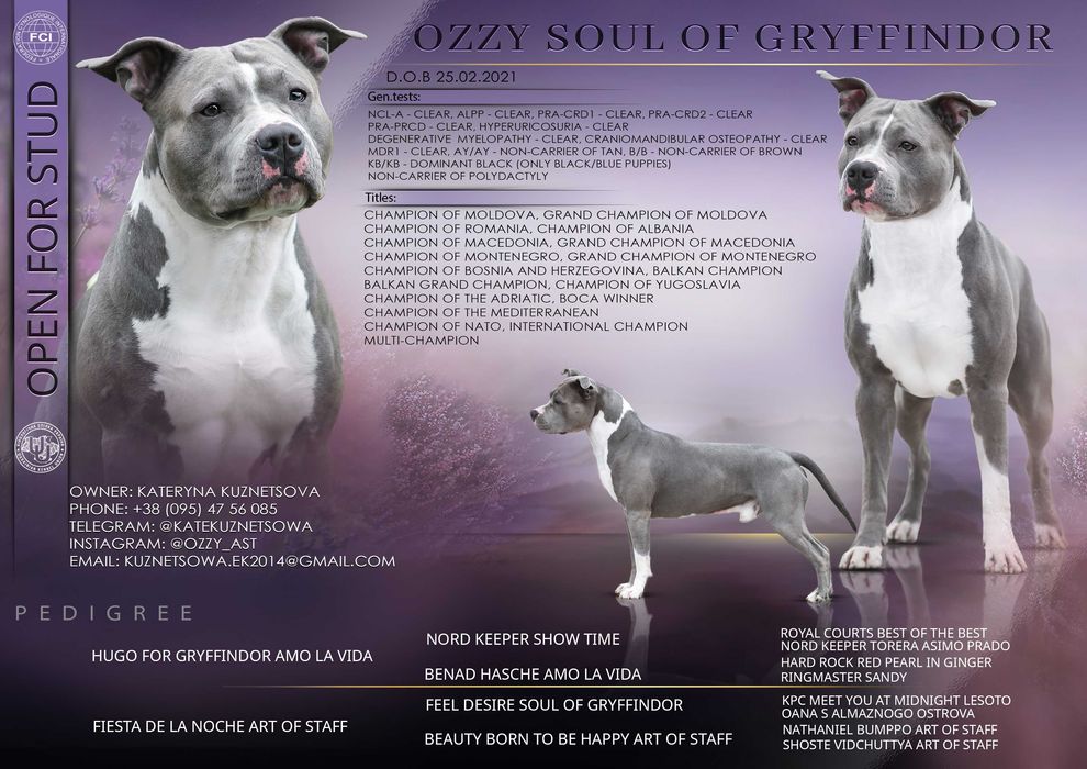 Блакитні цуценята амстаффа КСУ