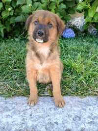 Cachorrinho bebé porte médio peludo ursinho!