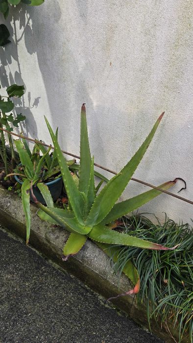 Aloe vera planta