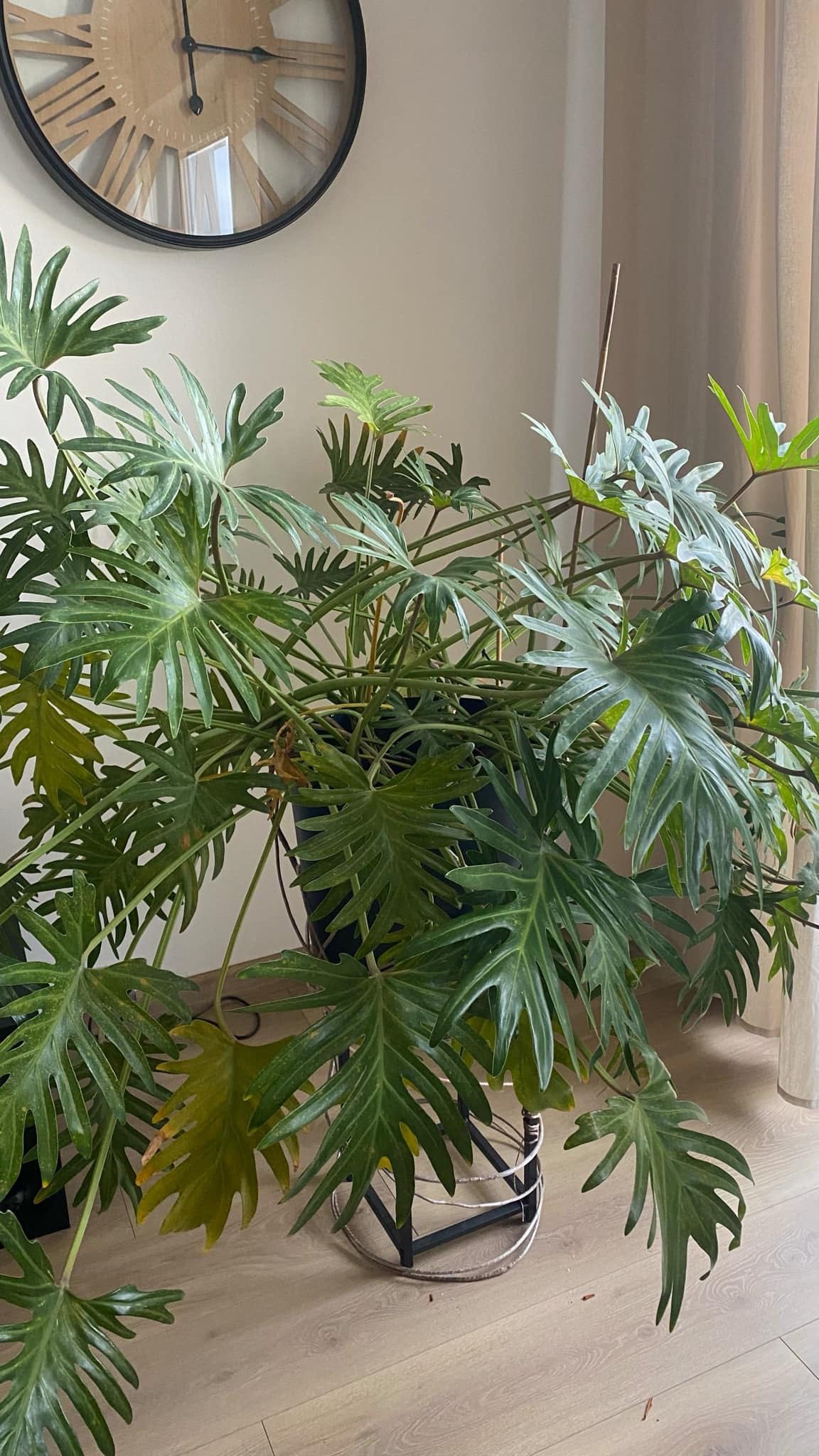 Filodendron xanadu