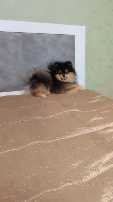 В'язка шпіц vip якість