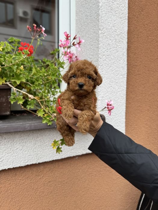 Цуценята Той-Пуделя