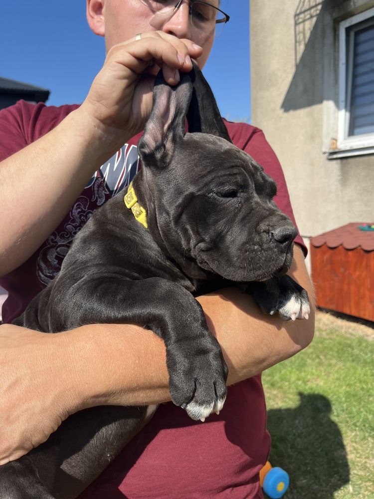 Cane Corso suczka