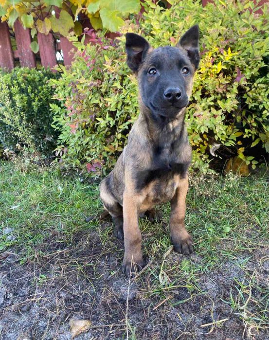 Щенята бельгійської вівчарки