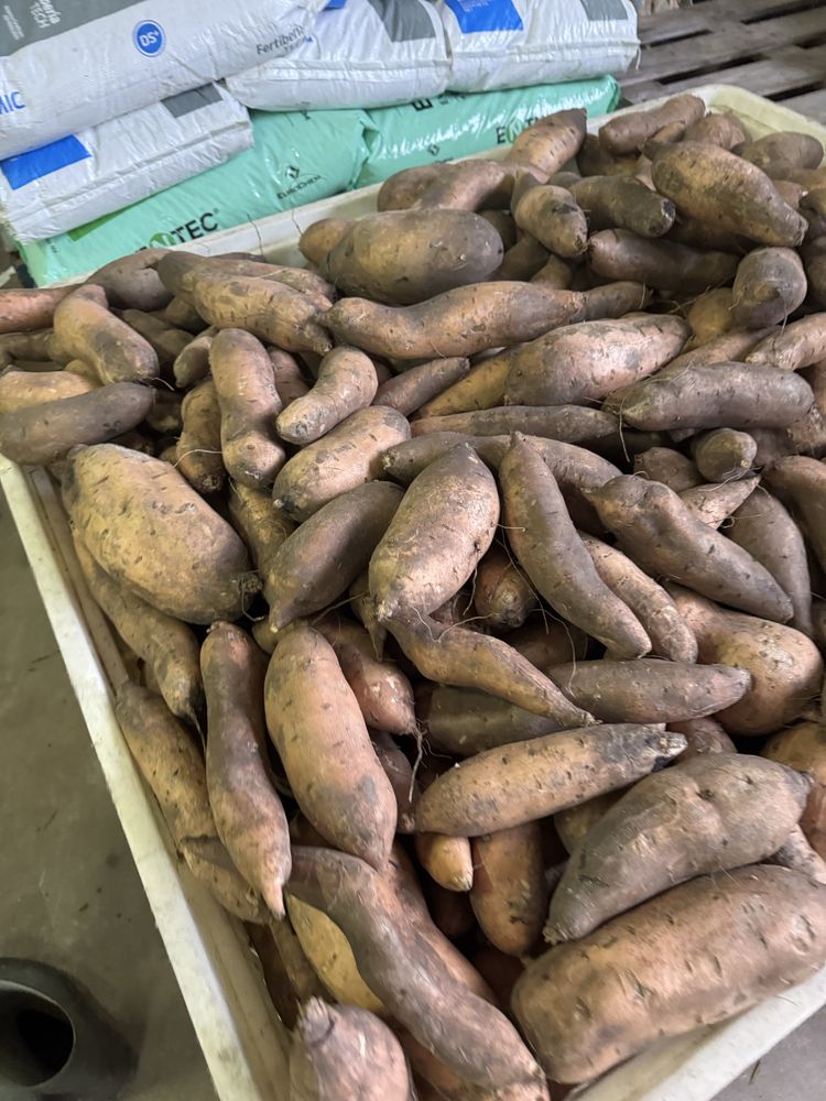 Batata Doce excelente sabor