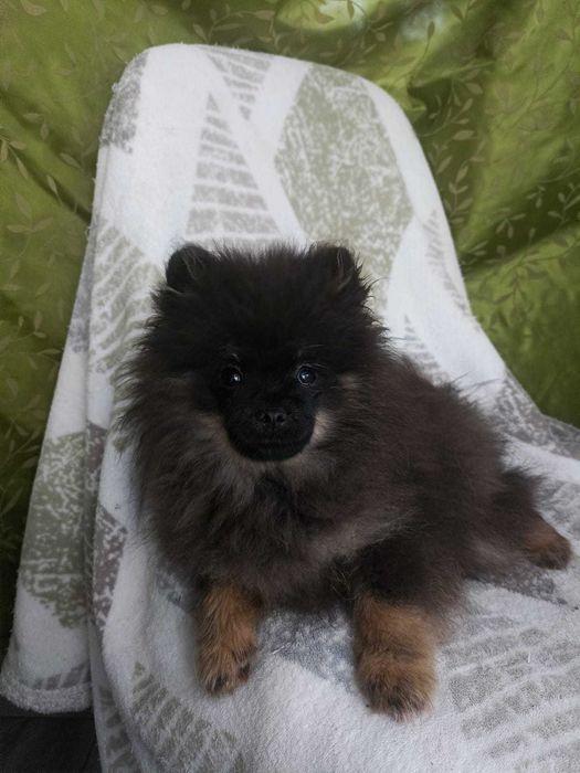 Wzorcowa suczka Małego Szpice Black and tan rodzice FCI