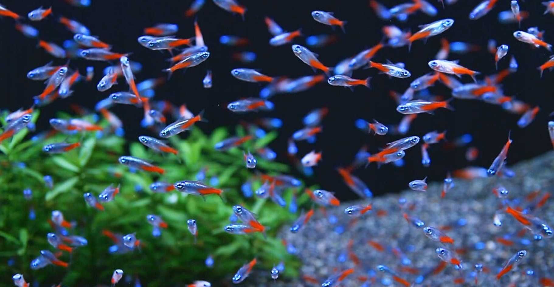 GB Neon Innesa | Pakiet 20 - 49 szt. - dowóz ryb!