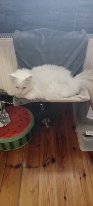 Sprzedam 3letnia kotkę