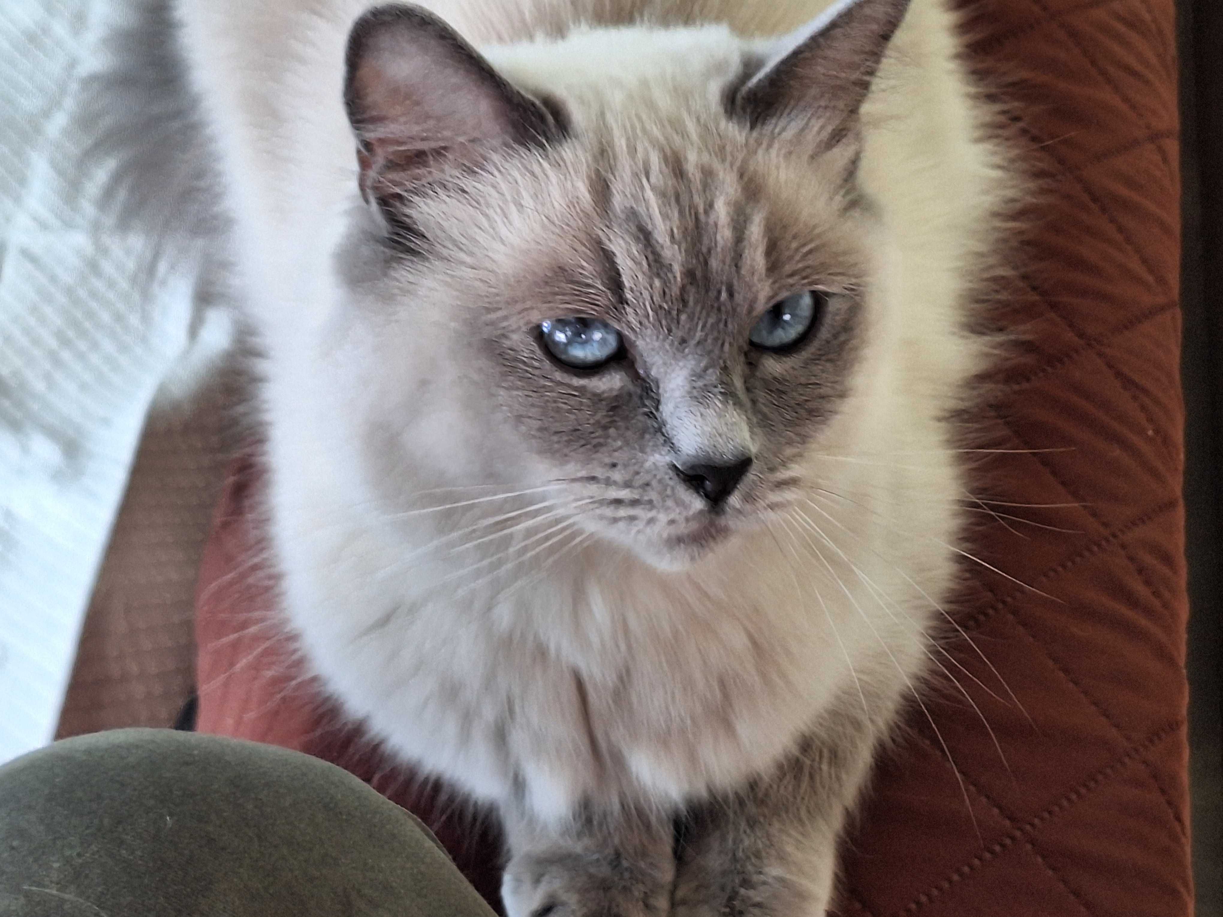 Kotka rasy Ragdoll