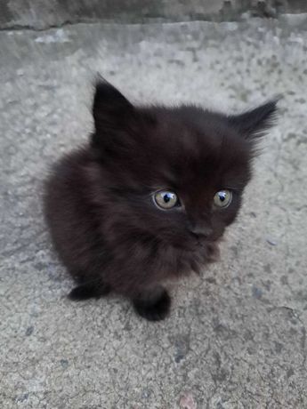Черный котенок ищет семью