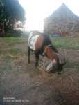 Cabrito cruzado anão