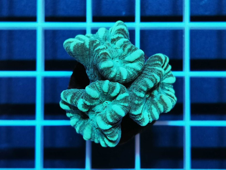 Caulastrea curvata, szczepka 3 główki, koralowce, akwarium morskie