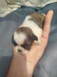 Shih tzu zapraszam