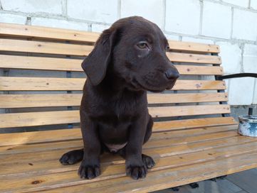 Labrador czekoladowy