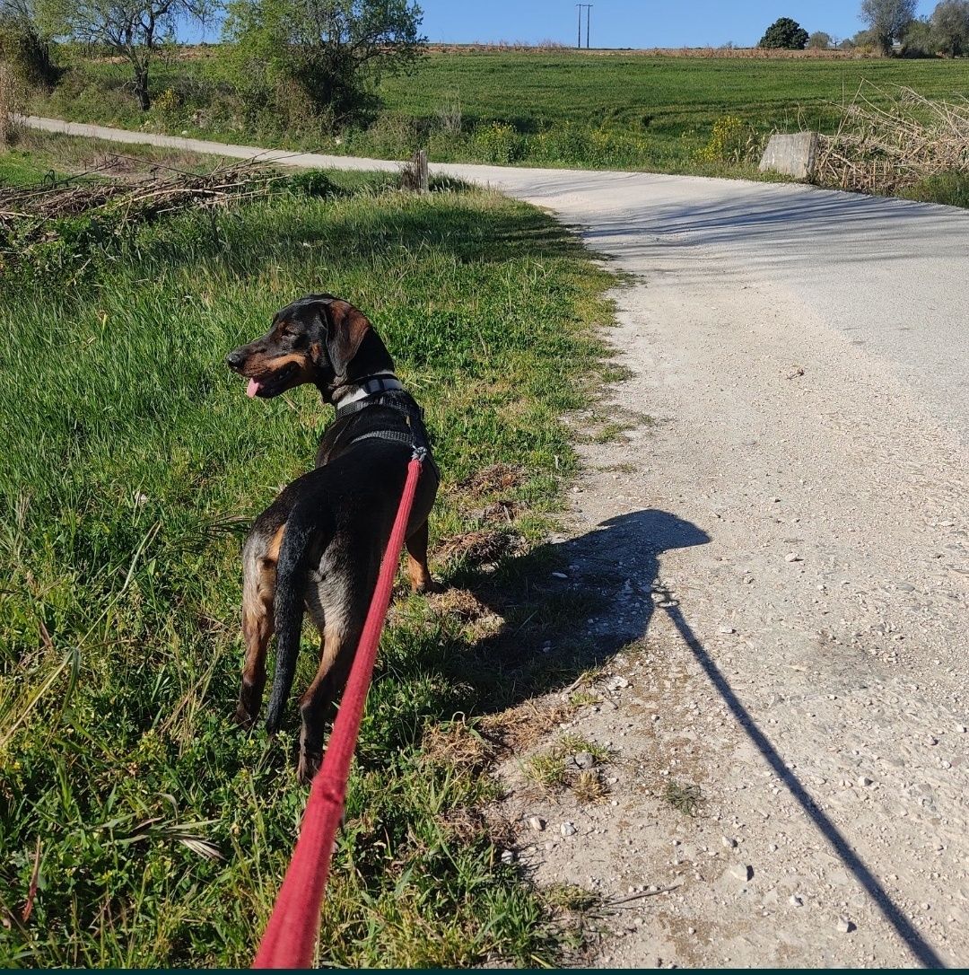 Pet Sitting - Santarém