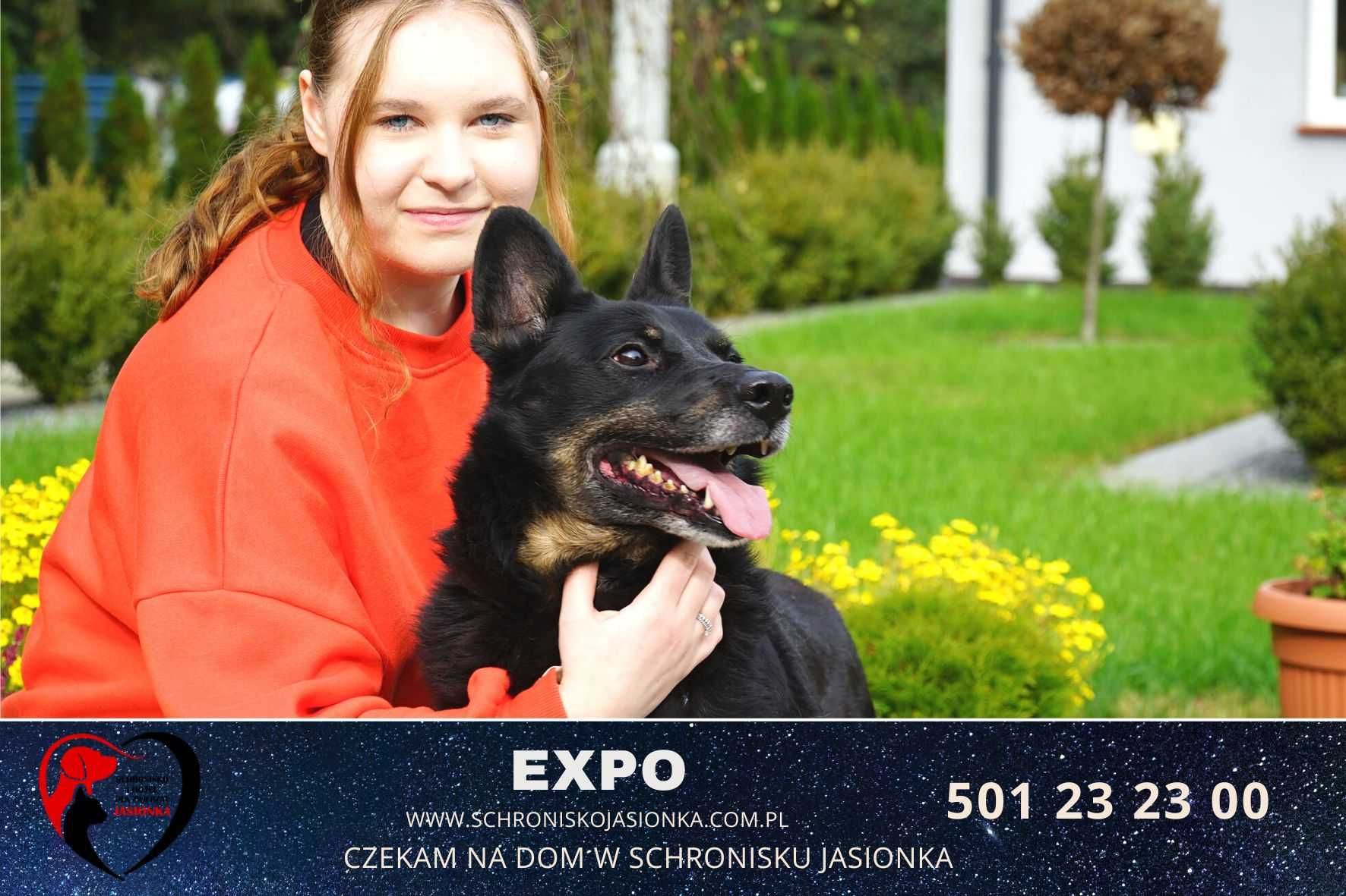 Expo szuka domu -schronisko-Jasionka-aktualne