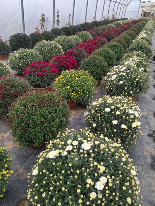 Chryzantemy drobnokwoatowe