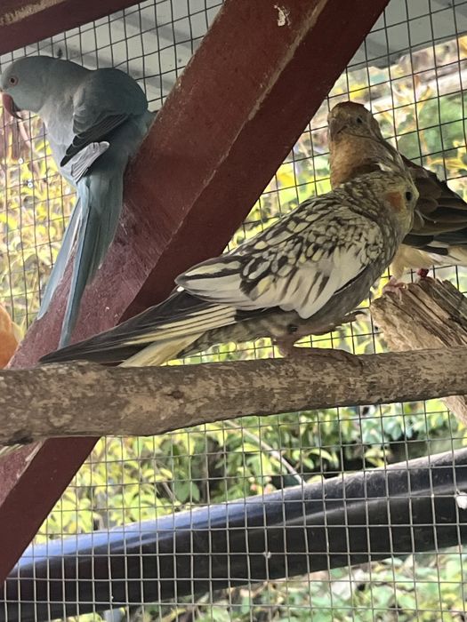 Zwierzeta szukaja nowej woliery