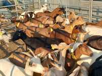 Rebanho de cabras boas e novas com b4