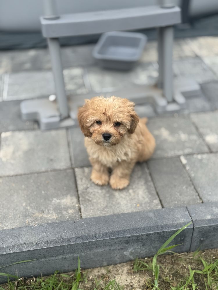 Cavapoo - piesek ;)