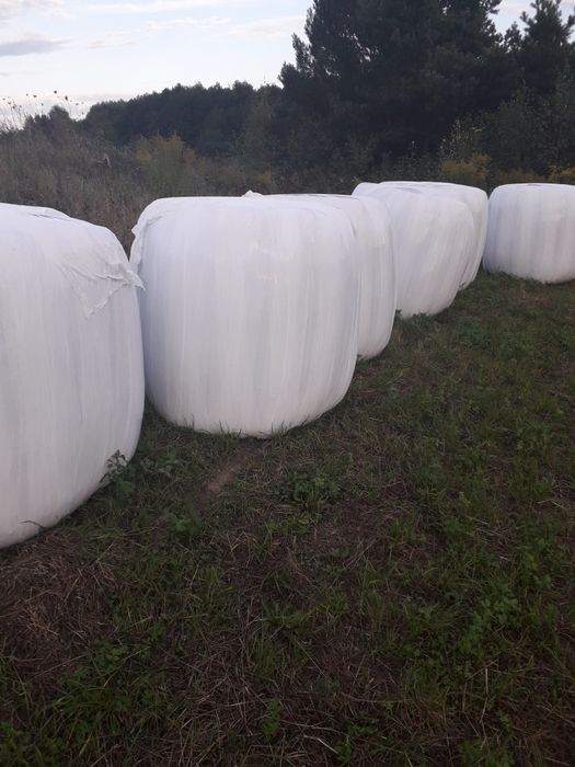 Sianokiszonka z koniczyną