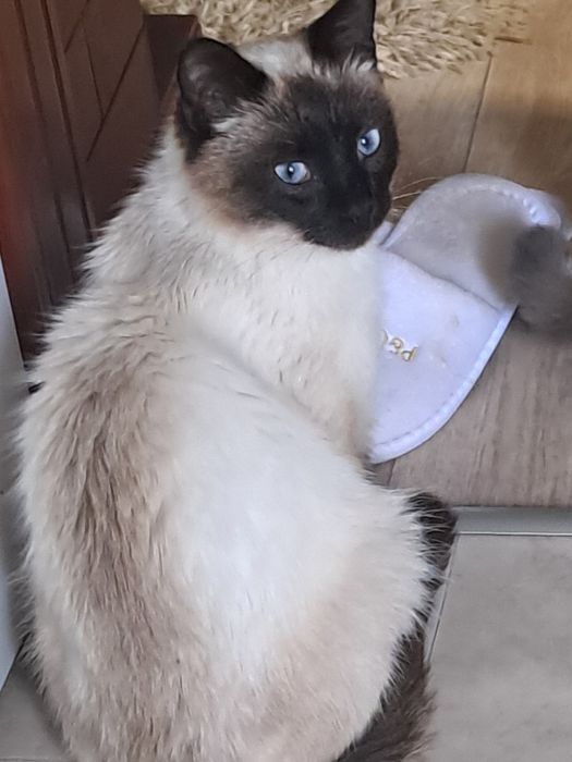 Котик сіамський .в добрі руки.