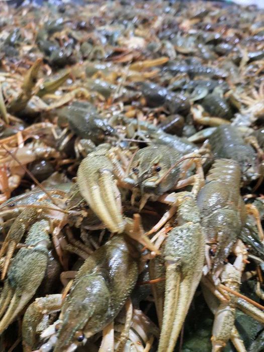 Доставка живих раків - пошта / авто ; вага 30-50 г/од