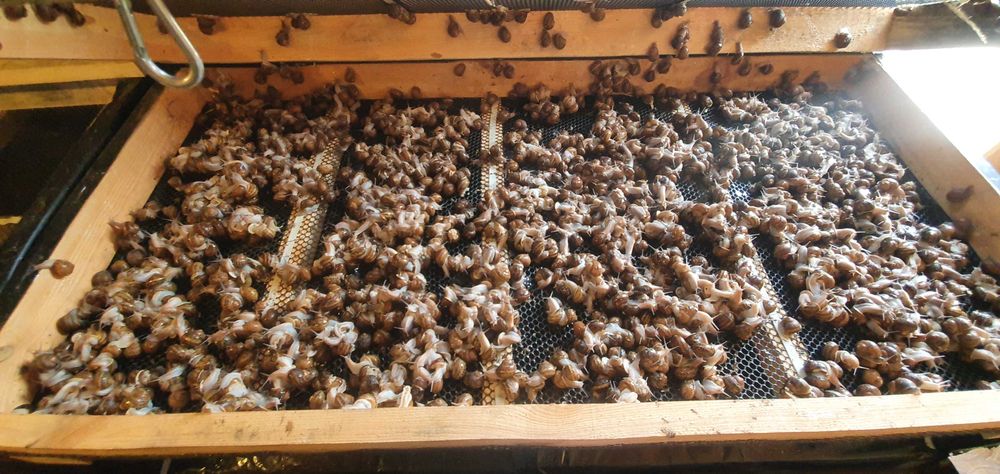 Готовий прибутковий бізнес – равликова ферма. Переяслав, Київська обл.