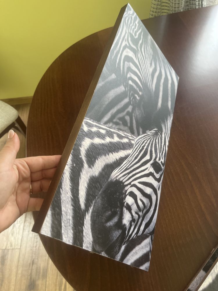 Obraz zdjecia motyw zebra