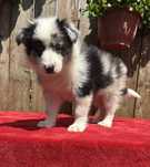 Border collie- suczka blue merle