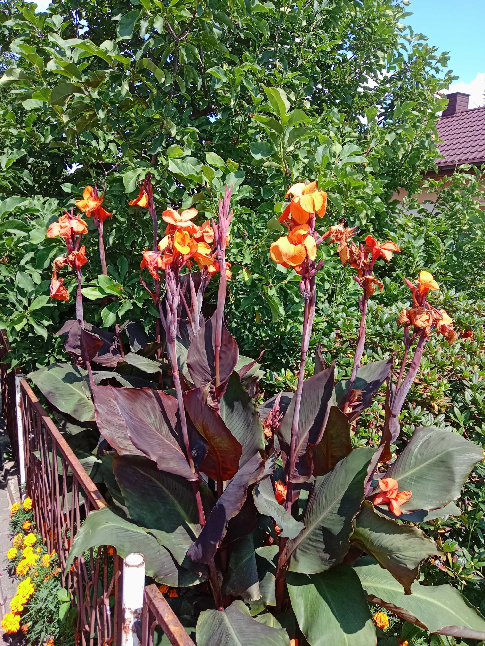 KANNA/CANNA kłącza kolor kwiatów czerwone (purpurowe) i pomarańczowe