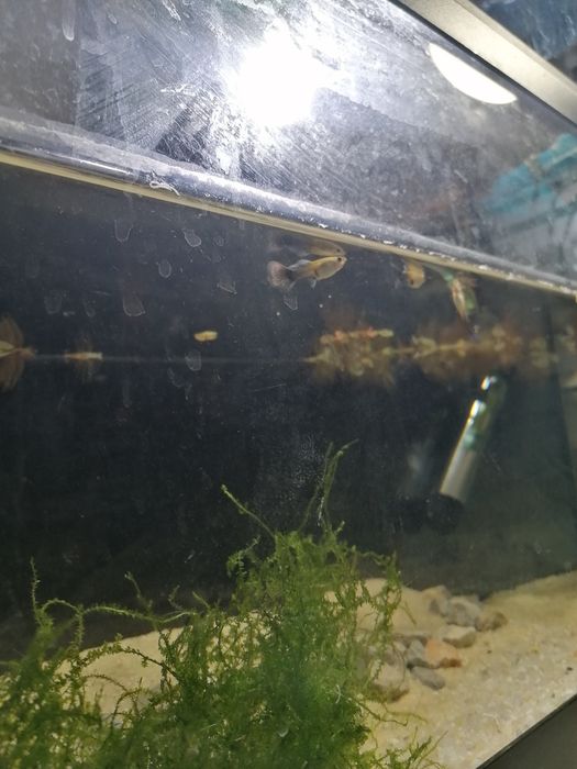 Vários Guppy sortidos