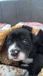 Para adoçao Pitbull traçado com Labrador