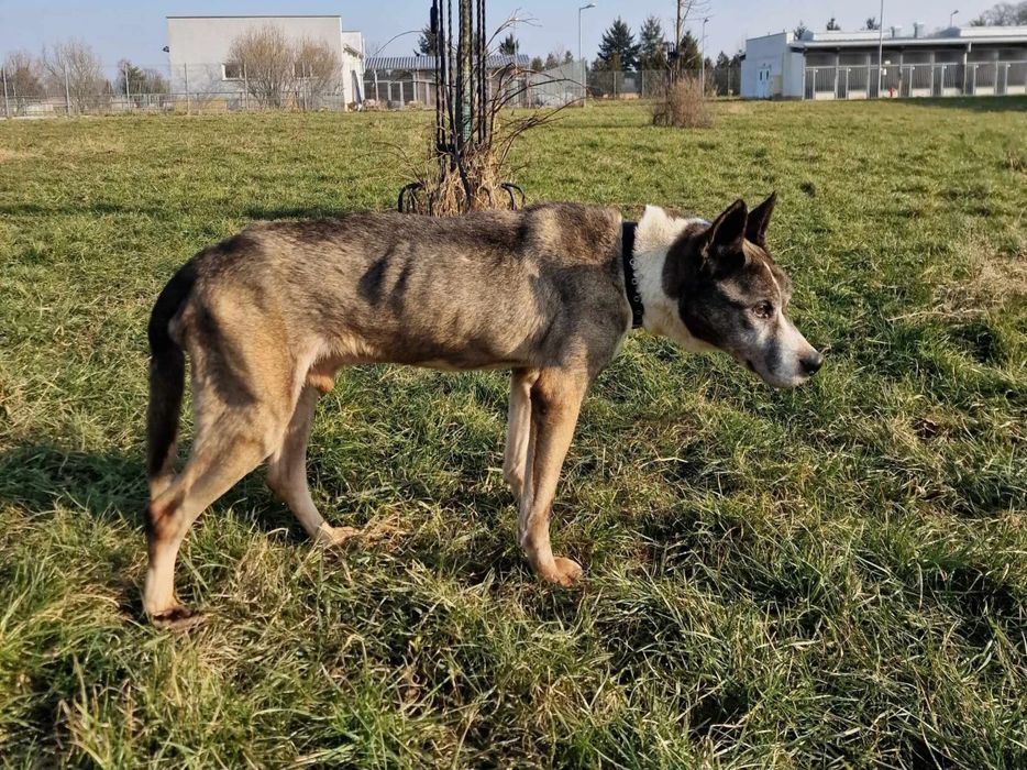 Zaniedbany pies Dżok do adopcji!