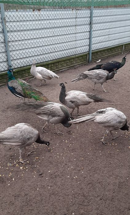 Paw Pawie Opal, Opal czarnoskrzydly.