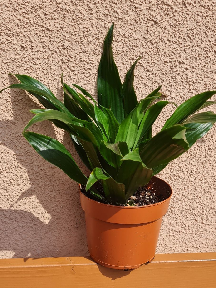 Dracena wonna Dracena fragrans