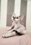 Devon Rex Kocurek, point czarny
