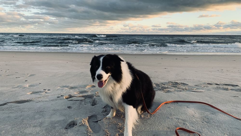 Border Collie reproduktor