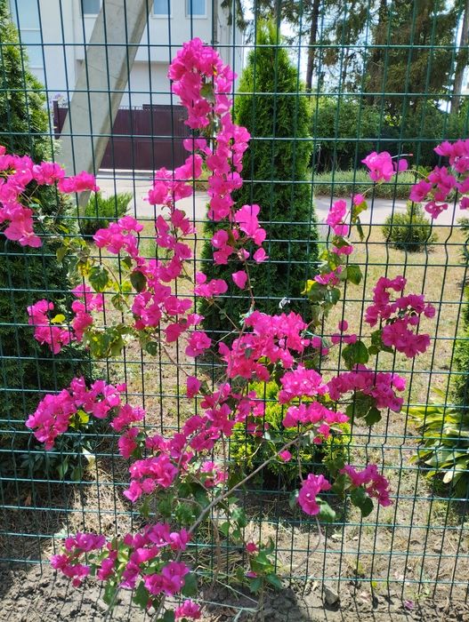 Гибискусы  комнатные