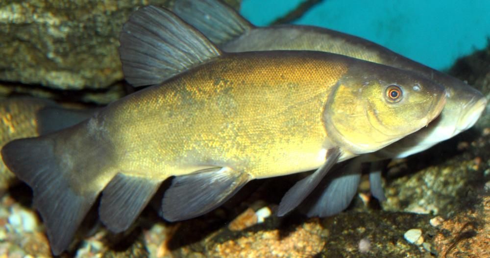 Ryby lin karp koi amur jesiotr sum karaś sandacz pstrąg - Wysyłka