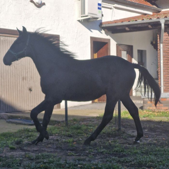 Ogierek wielkopolski