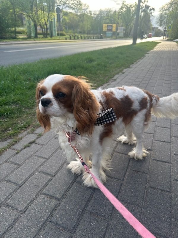Cavalier king charles spaniel