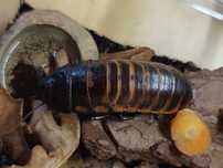 Karaczan madagaskarski (Wrocław - Klecina)