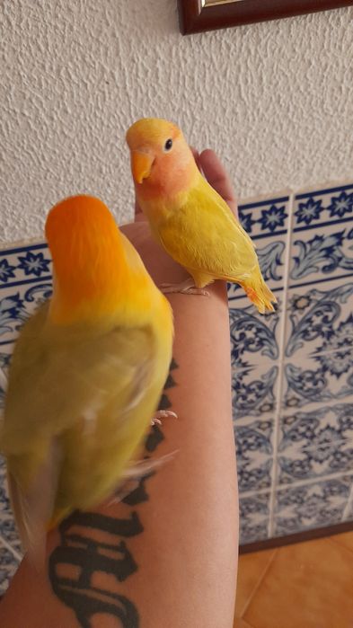 Agapone criado a mão