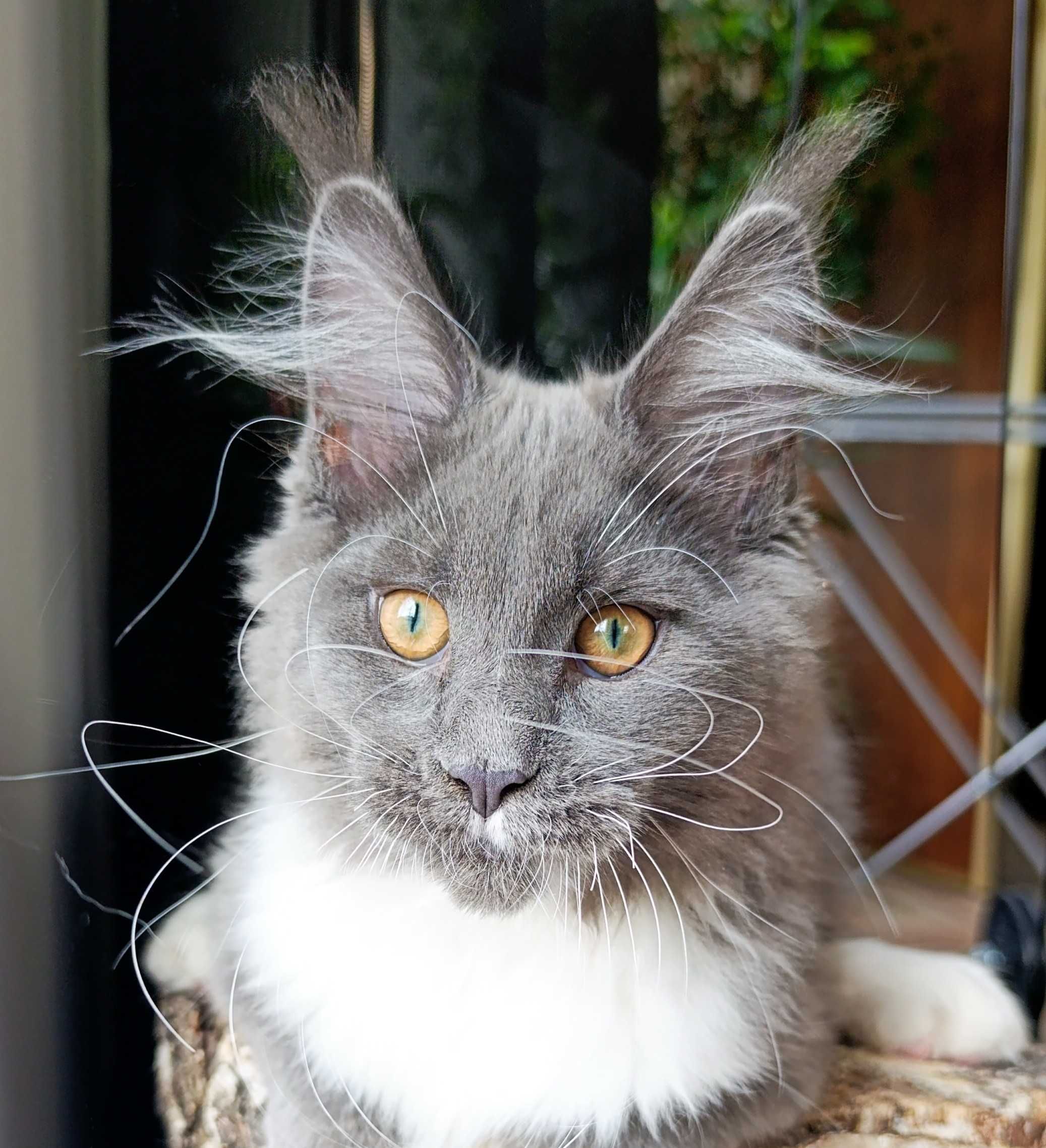 Niebiesko-biały mruczek Maine Coon - FPL