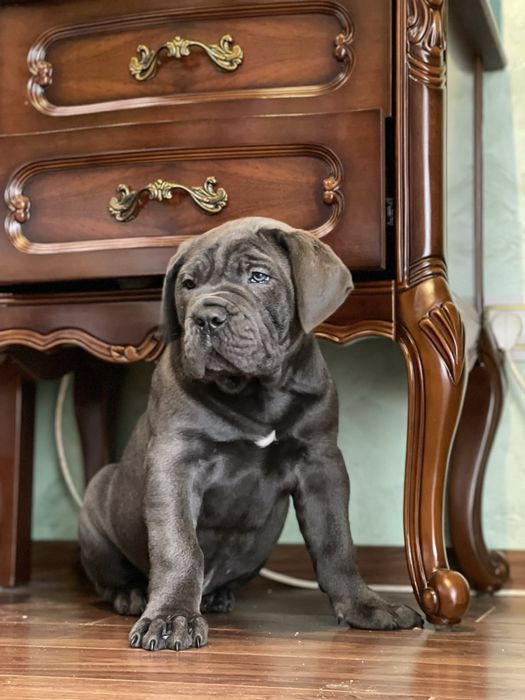 Елітні щеночки Cane corso-сірого окрасу